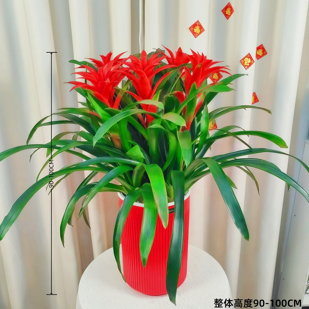 【鸿运当头五株】W室内落地大型绿植盆栽吸甲醛净化空气一路长虹