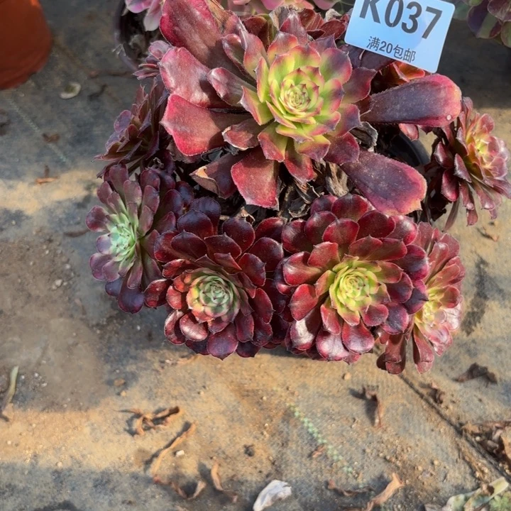 瑞妈多肉自助037舞天姬