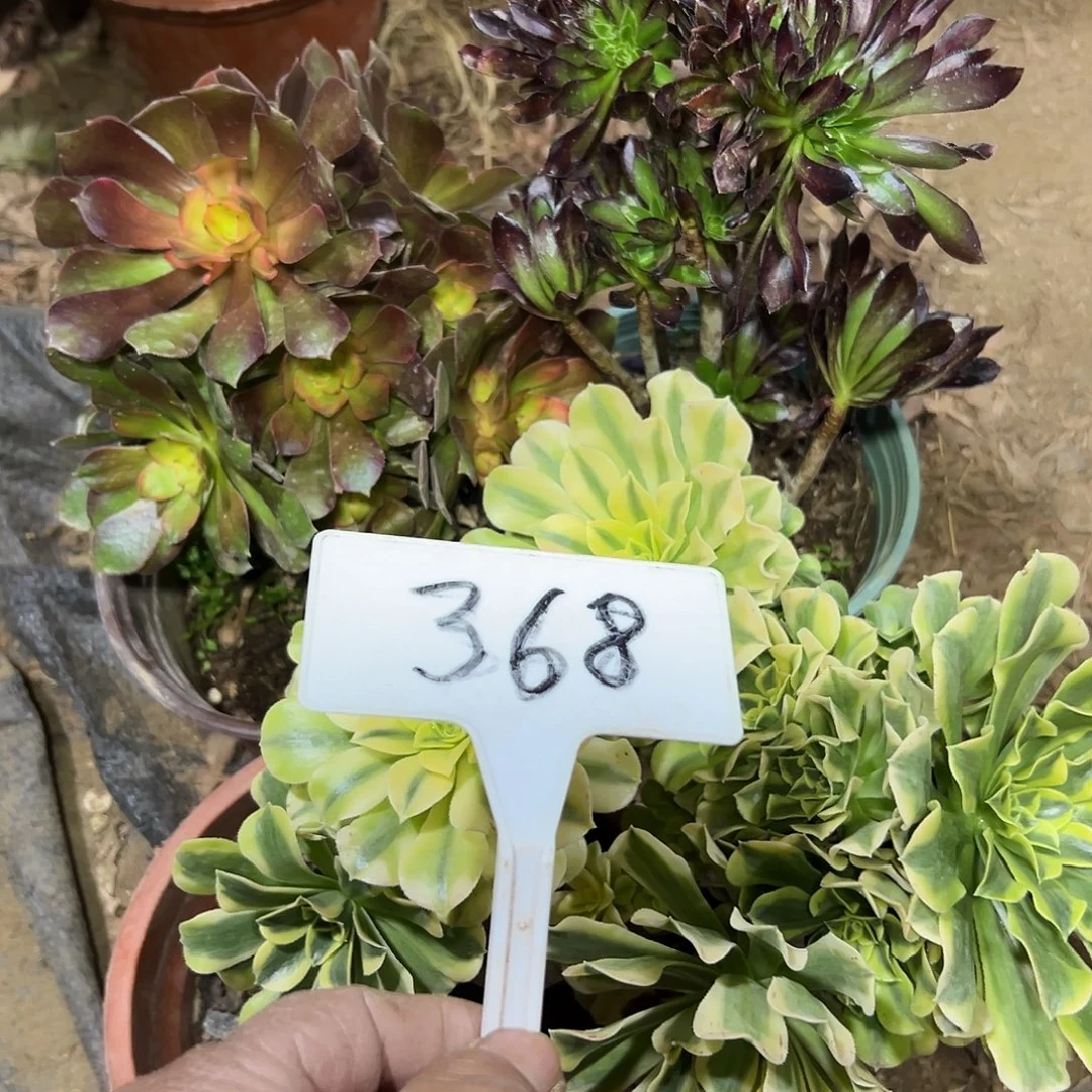 多肉植物组合3个系列处理368