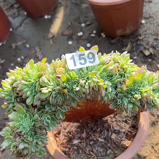 骑***士多肉植物一个微瑕159