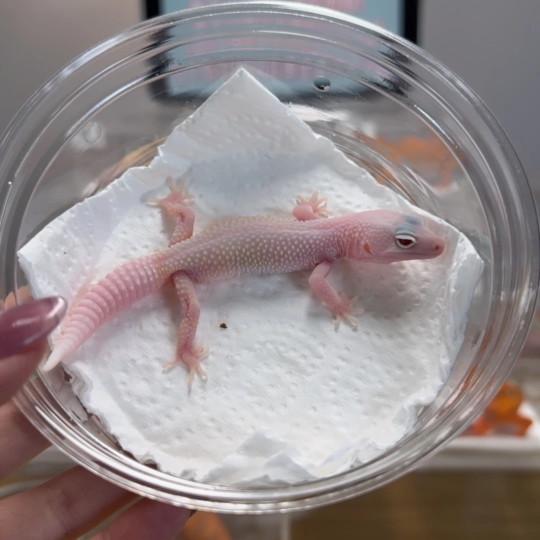 豹纹守宫恶魔白酒母温