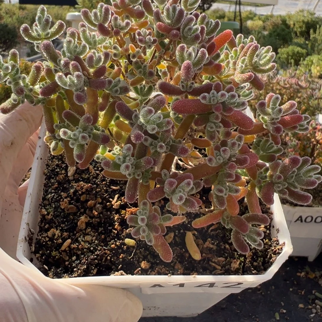 A142冰晶枝干一物一拍