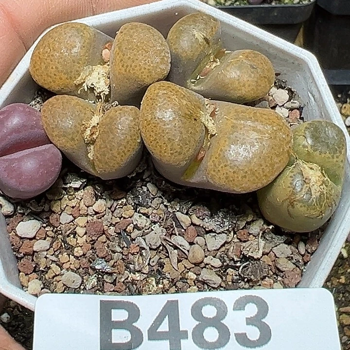 483号特价风铃多肉植物