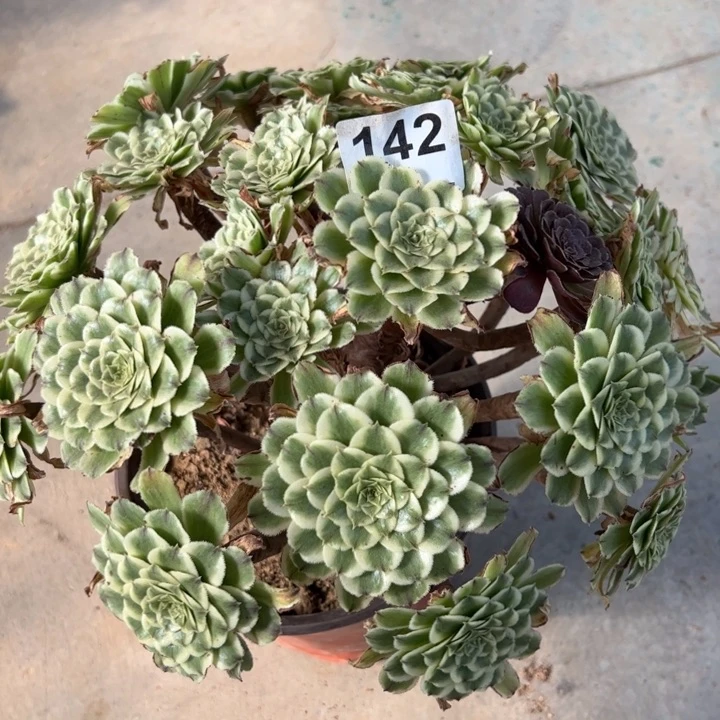 142碧浪朵朵28厘米左右