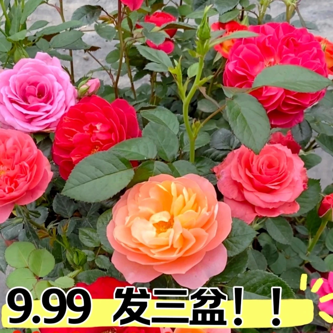 混色月季盆栽花苗带花苞四季开花多色花卉适合阳台庭院种植