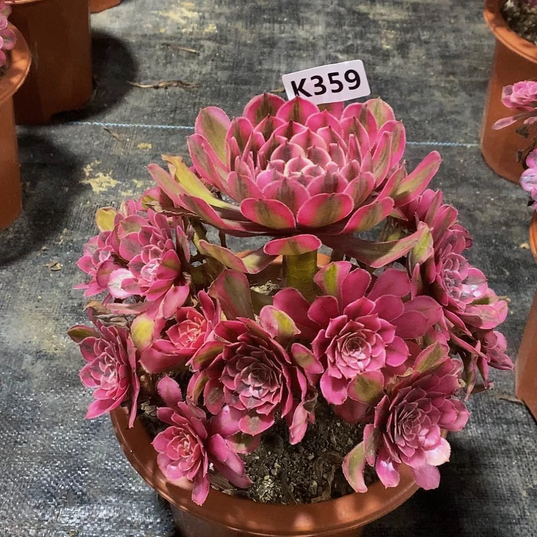 359白月光55555矮桩不大颗