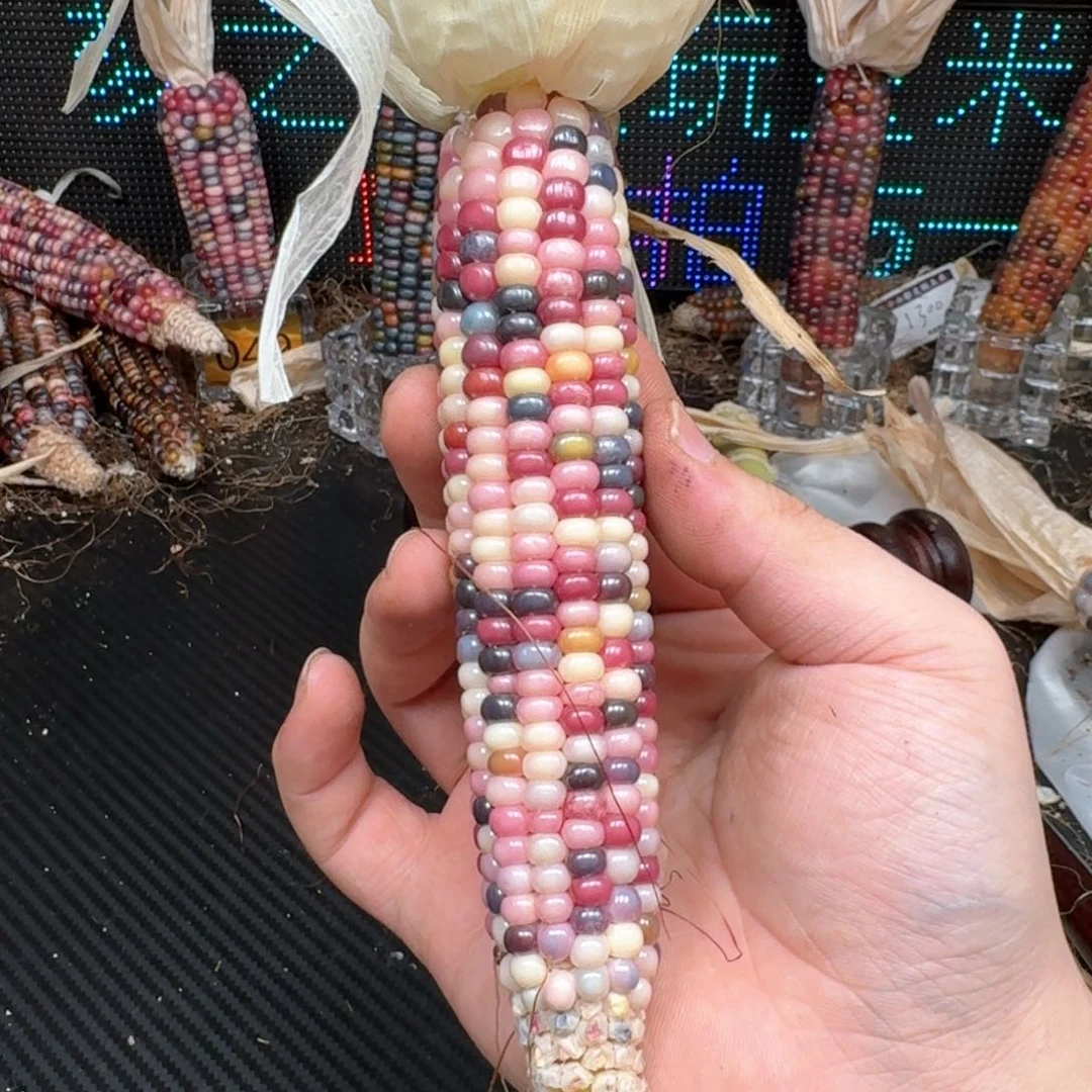 柏香籽/百香籽吊坠ʚ**ɞ