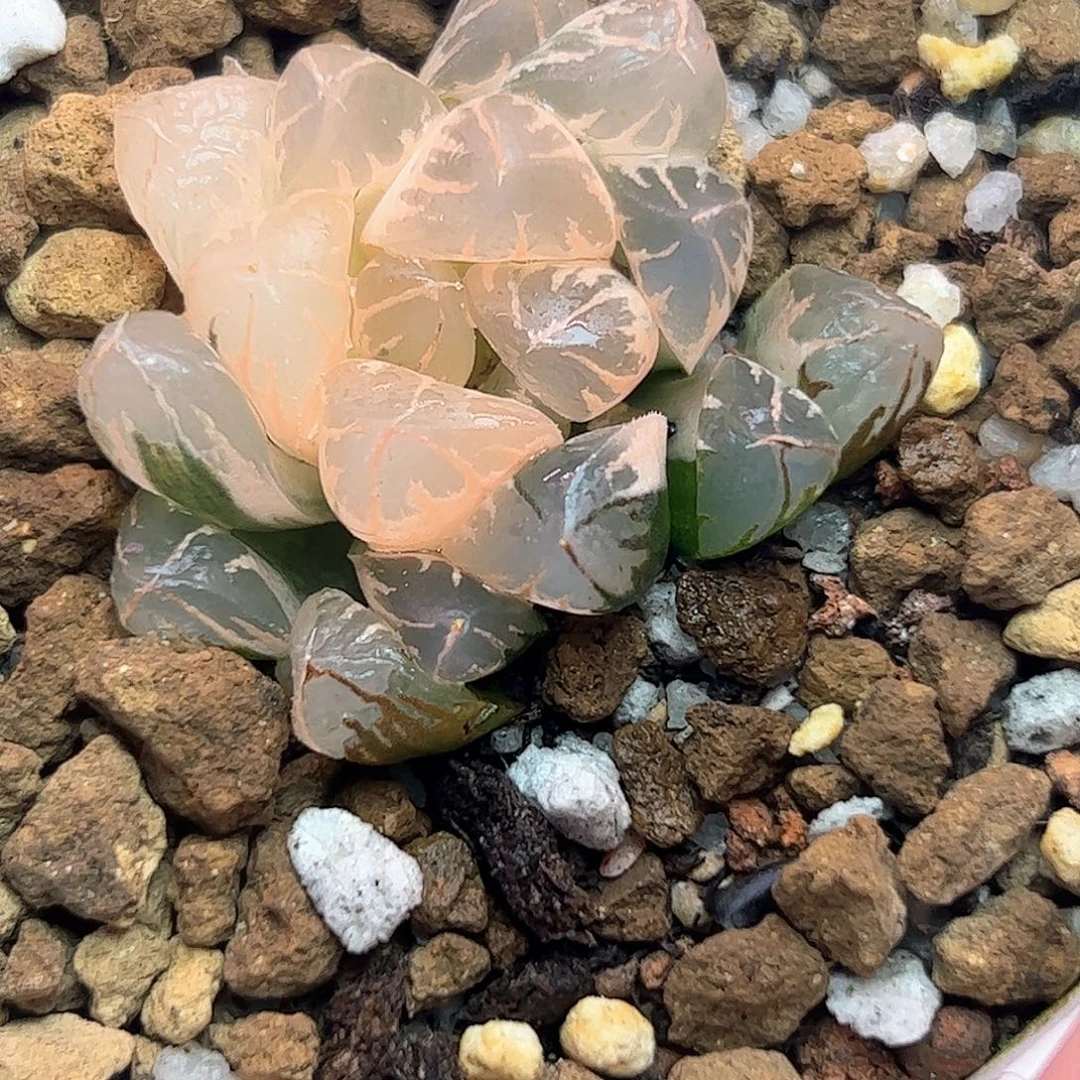 北极之光糊斑锦十二卷多肉