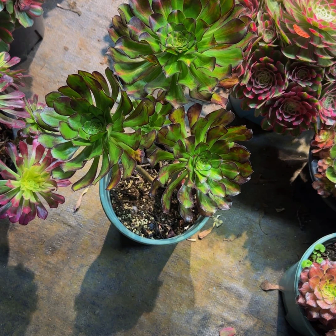 冰***啡692多肉法师锦1111