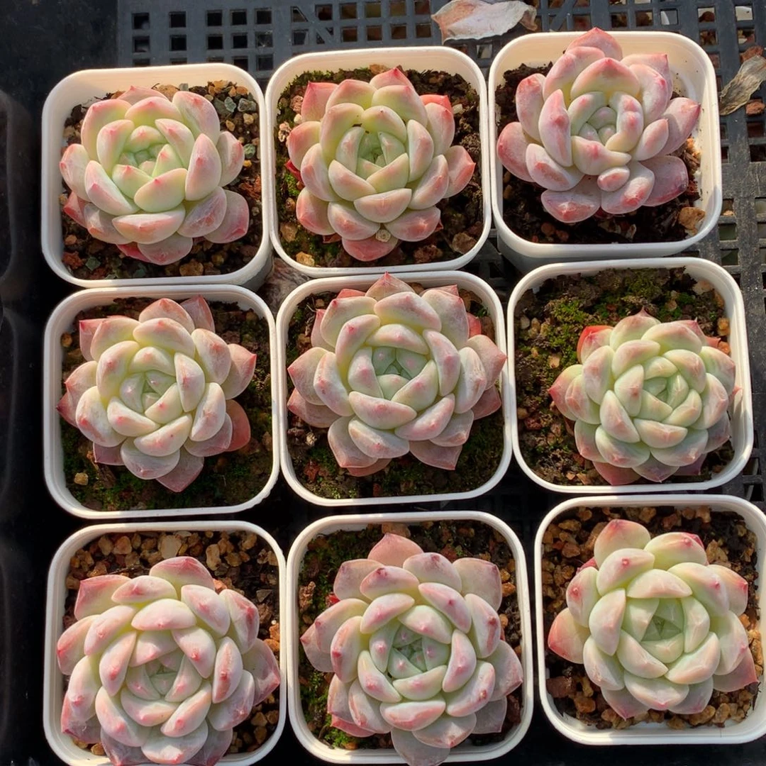 1217-18 新品糖心