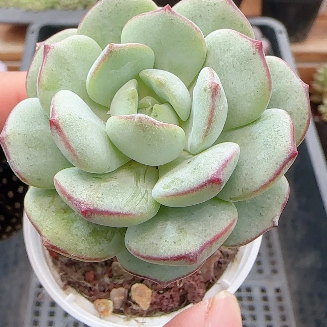 多肉0915--268香草小老桩