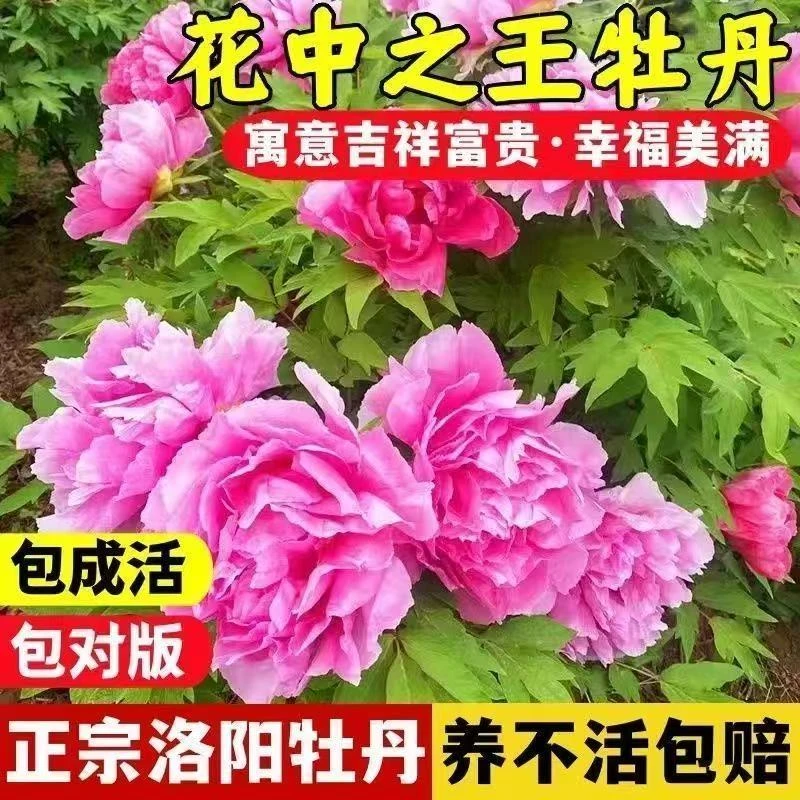 正宗洛阳牡丹花苗大苗盆栽花卉庭院室外阳台植物室内四季花苞大花