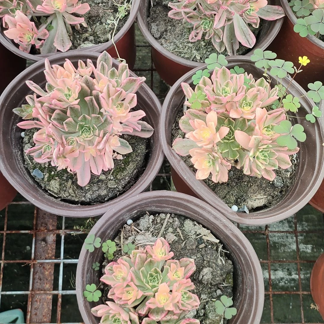 多肉法师锦套餐三颗甜茶