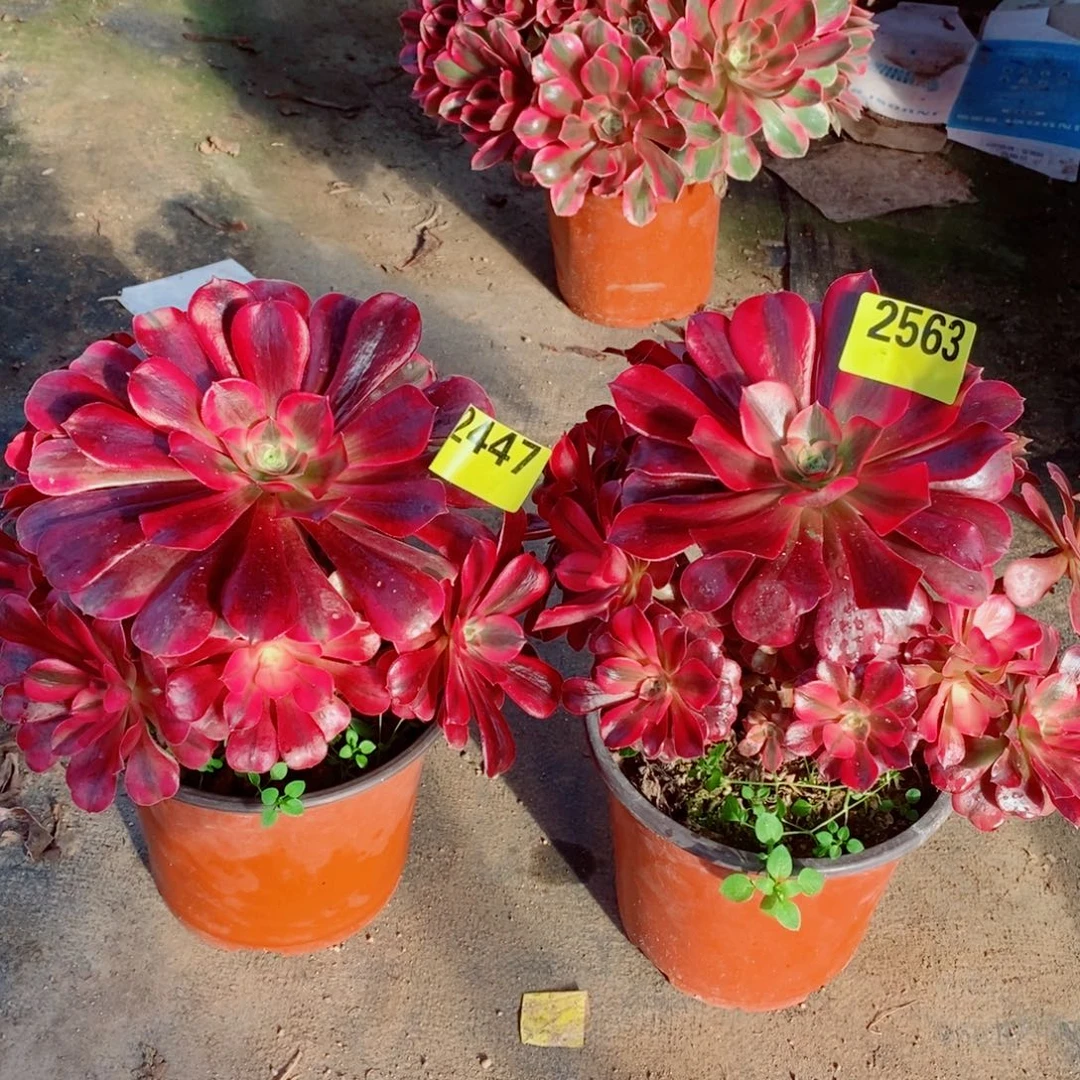 美杜莎不周正多肉法师24472563两颗