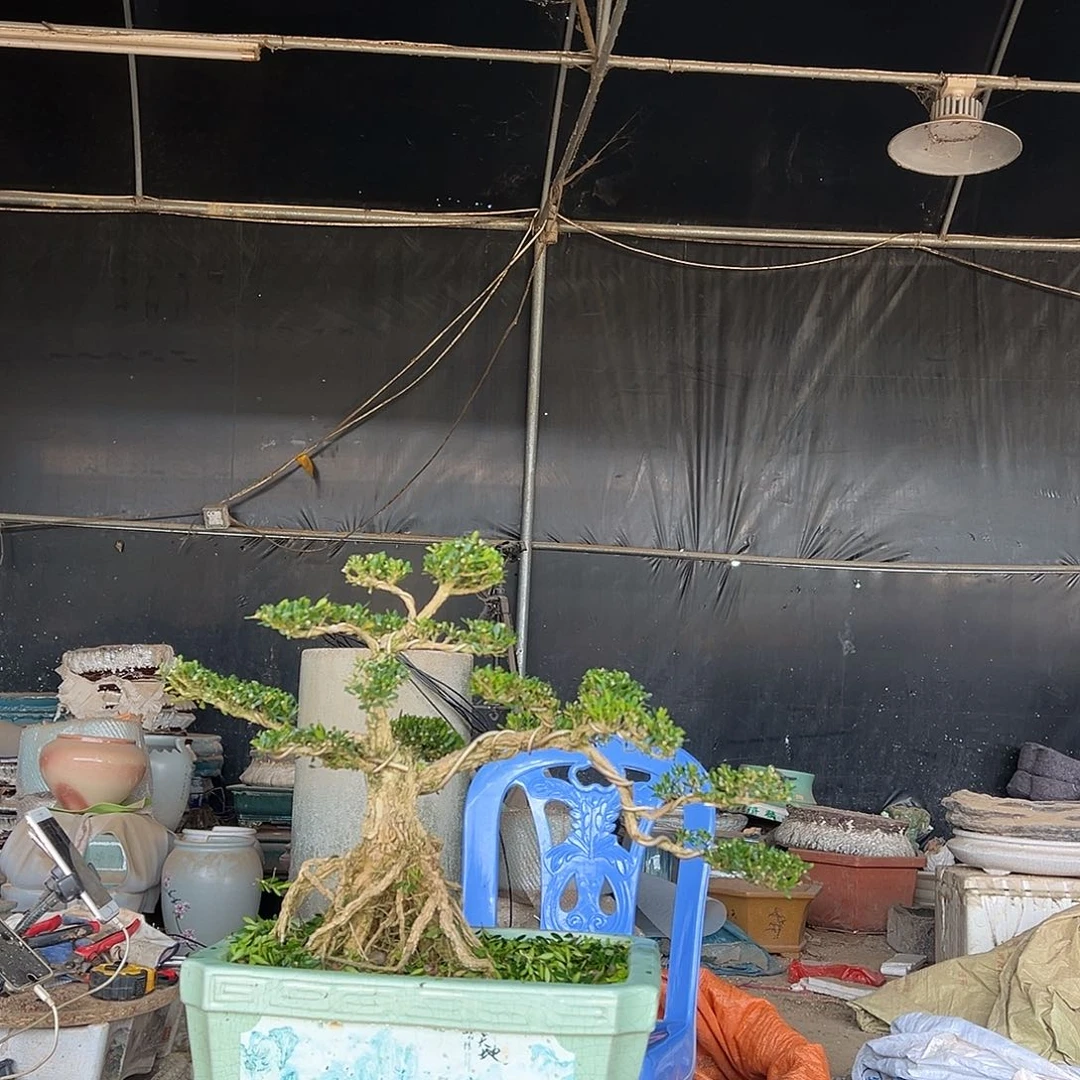无花朵广东雀舌黄杨盆景