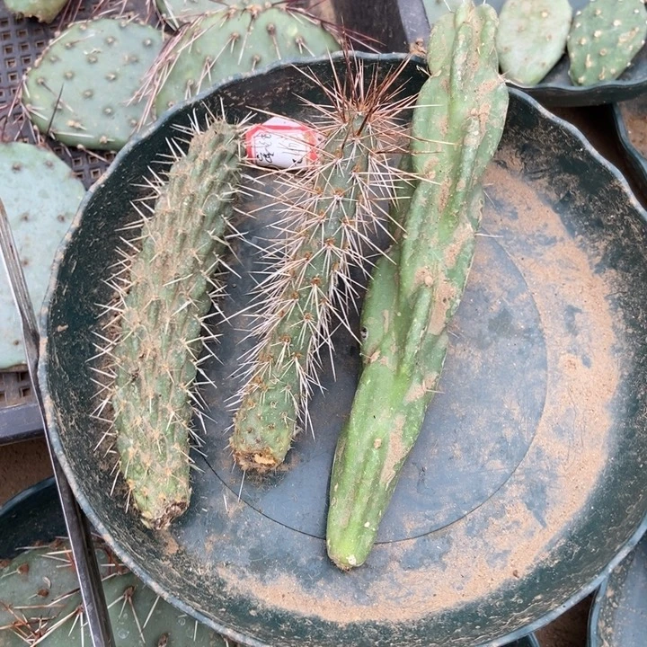 泡泡眼锁链掌泰迪熊三个