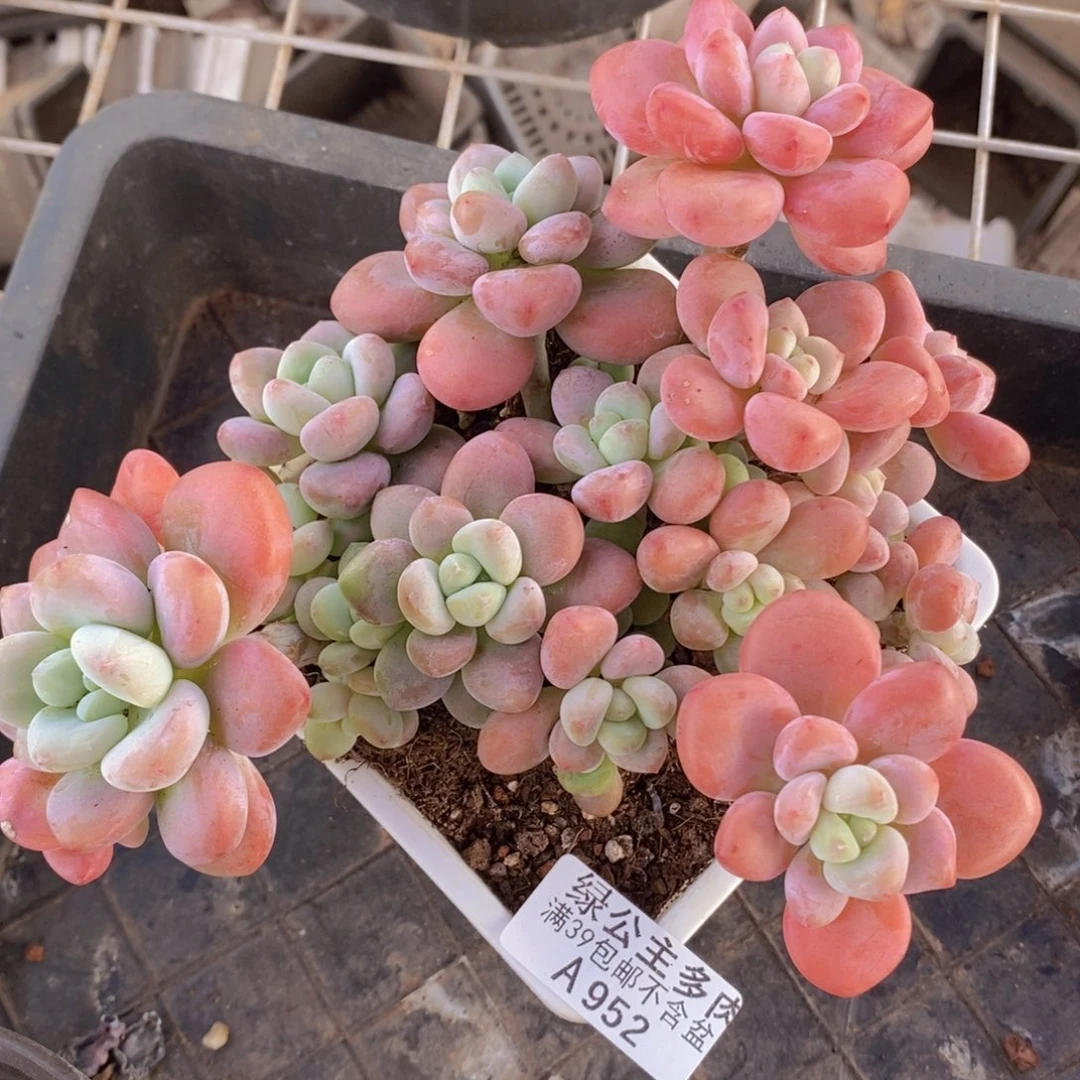 樱花洛神15cm952多肉植物