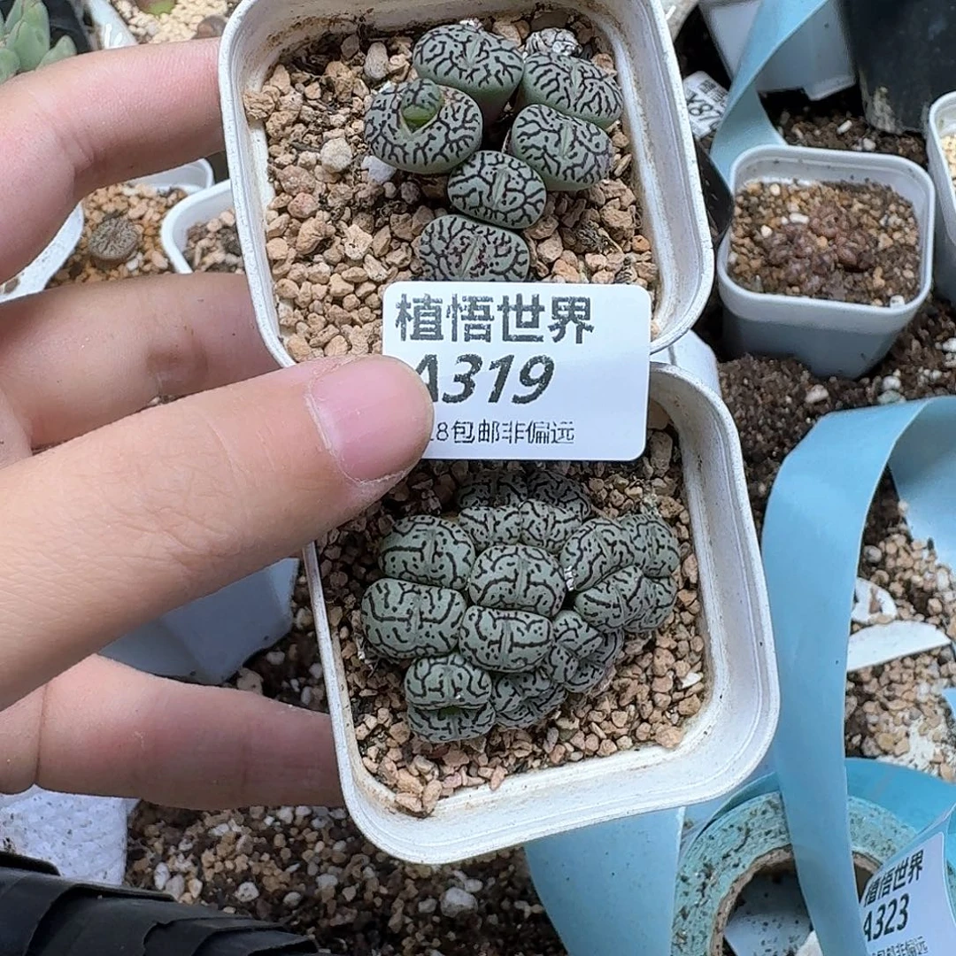 多肉植物的润泽和奋斗