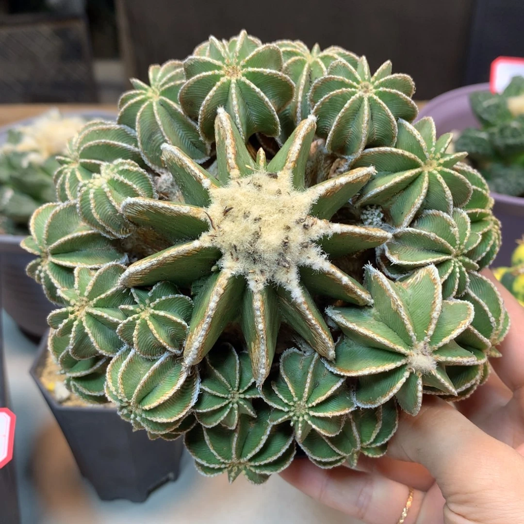 76号 新顿花龙群生 无根带木心