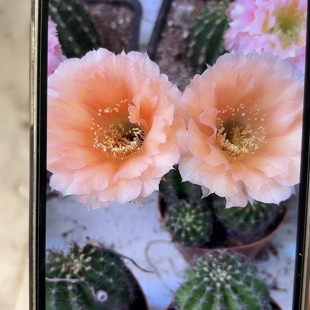 彩草香宾群生11公分左右