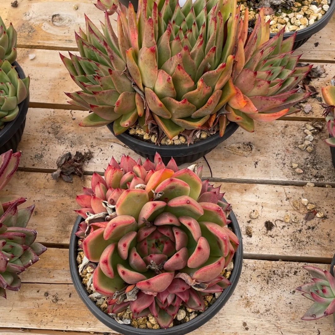 大***贝无花朵若如东云组拍E926