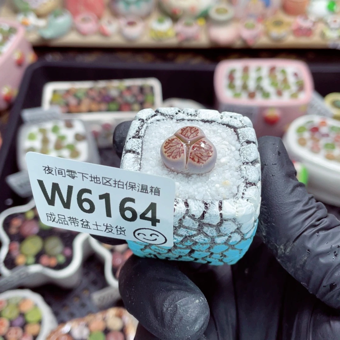 夜间零下地区拍保温箱w6164