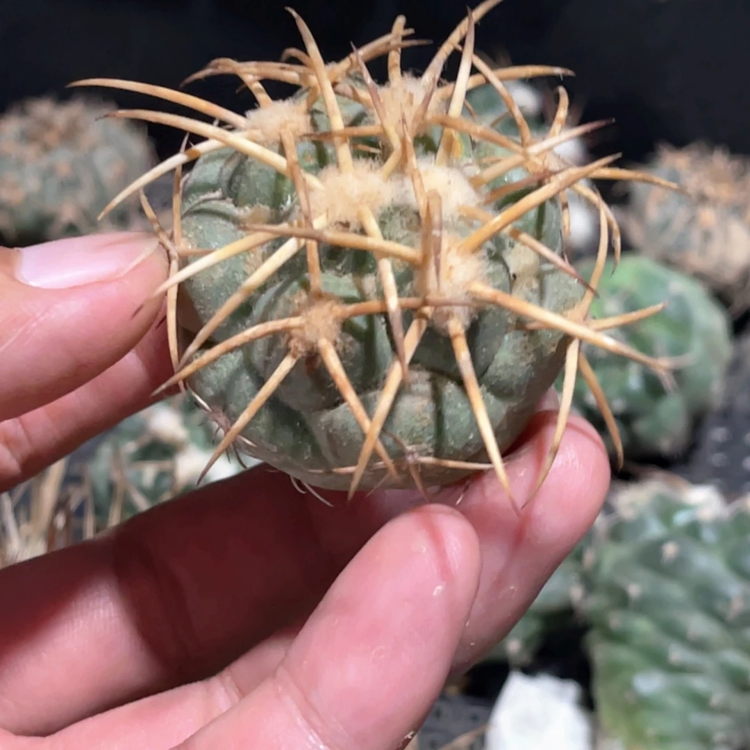 忘***觉狂刺象牙侧芽 歪 满20包邮