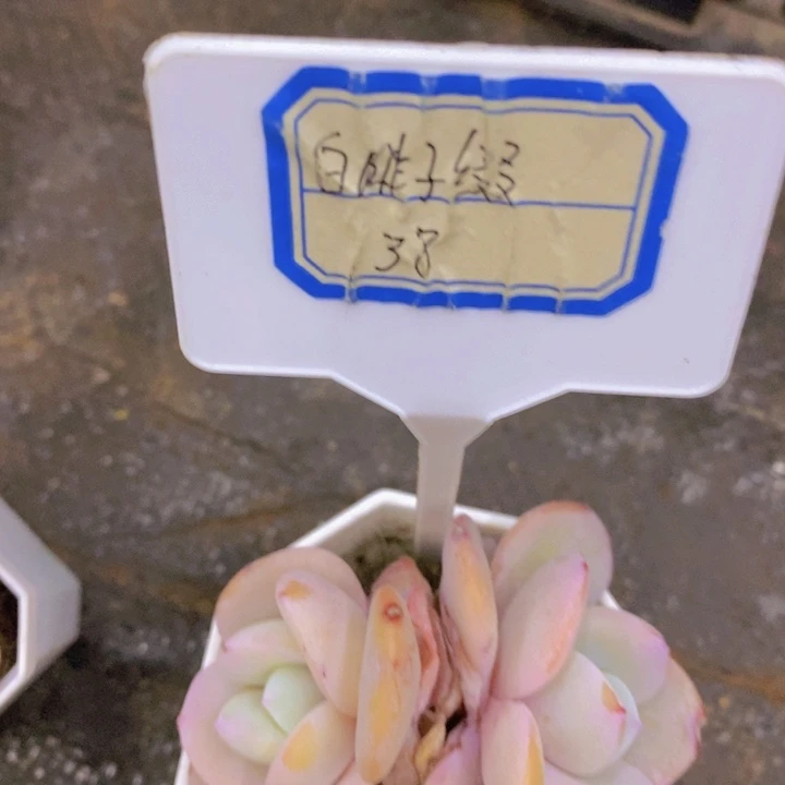 *️****多肉植物，开心多肉