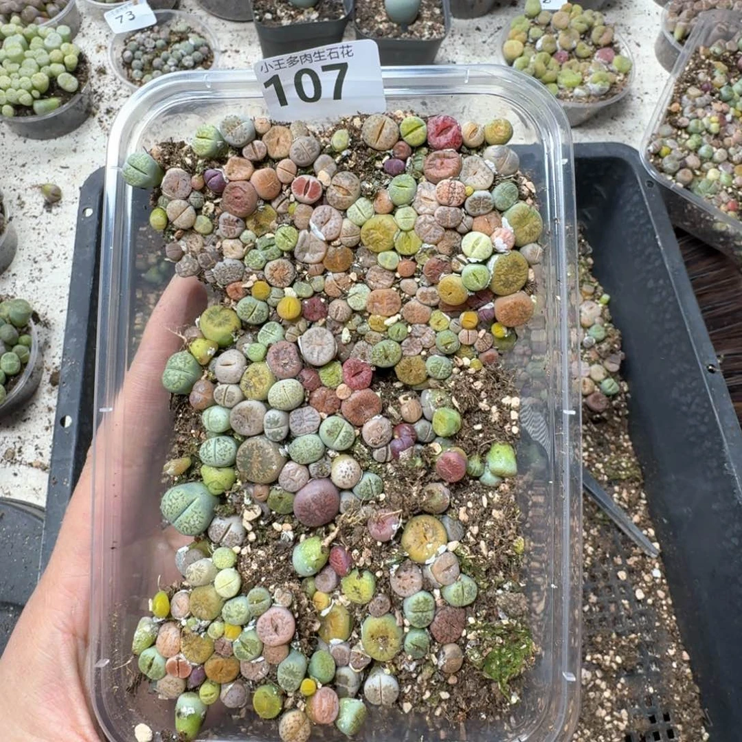 107彩混合一大盒。尺寸不大。