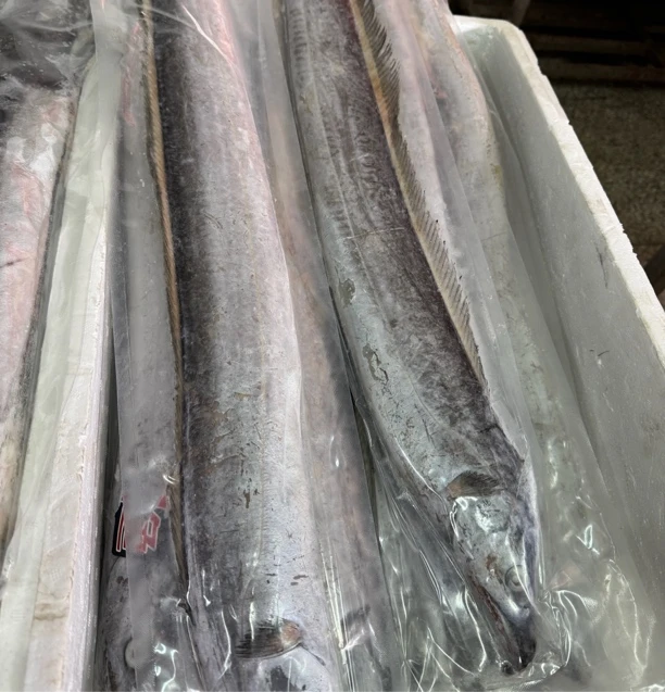 大连杏树屯本地野生渤海刀刀鱼带鱼称重链接拖网划皮掉鳞正常