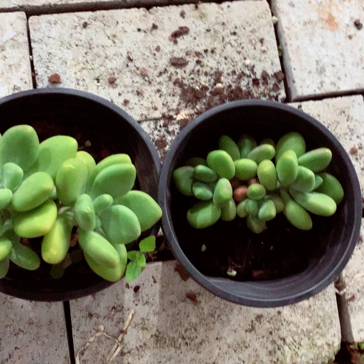 芒果奶。