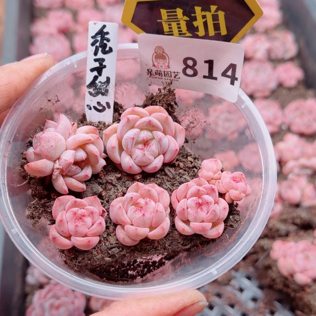 多肉植物多肉植物