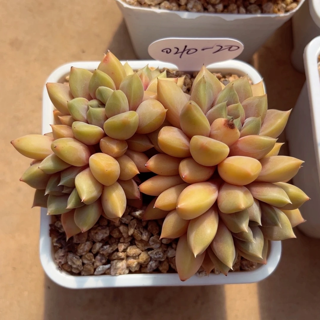 ゛****.0210-20红象牙