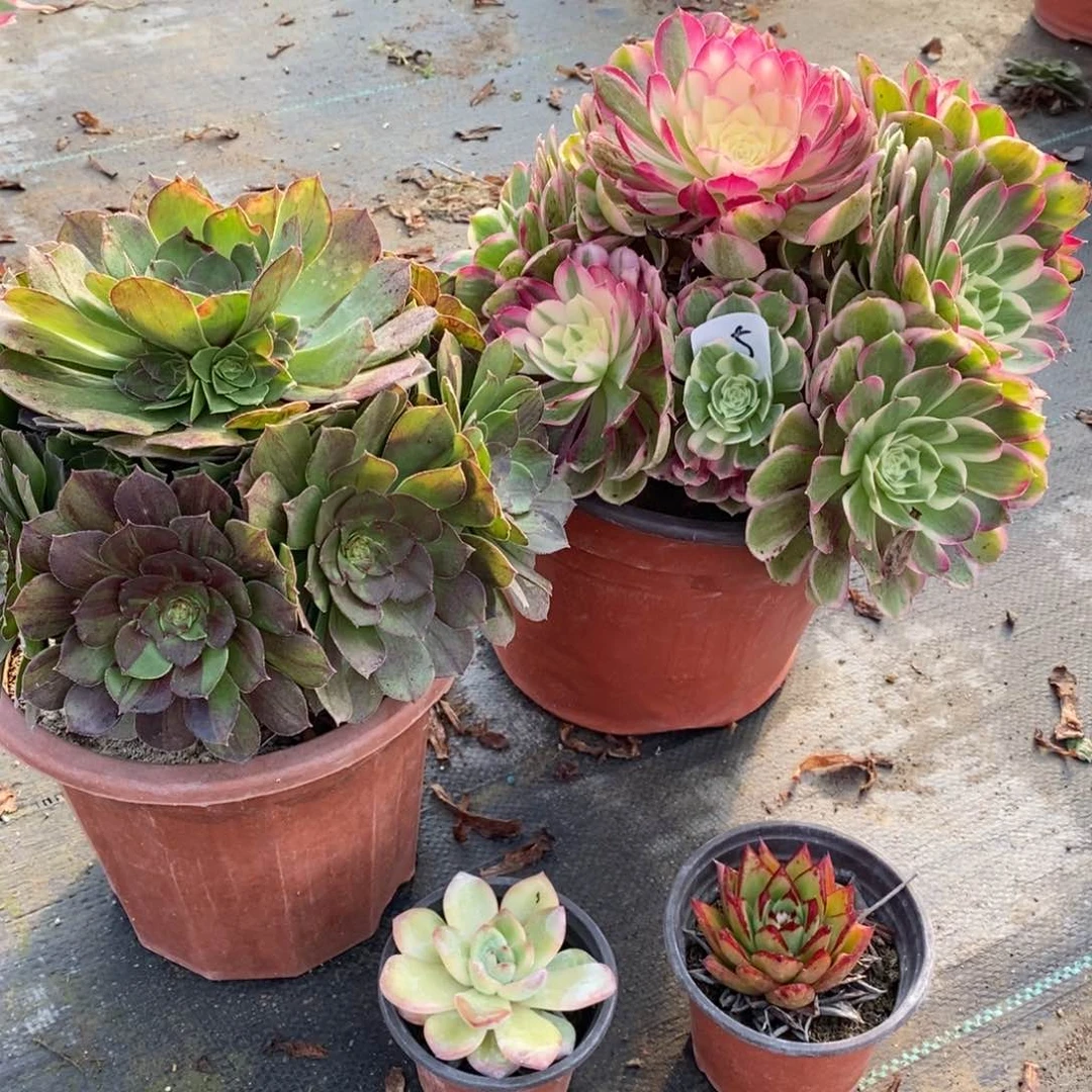 全部花朵多肉植物组合拼盘5