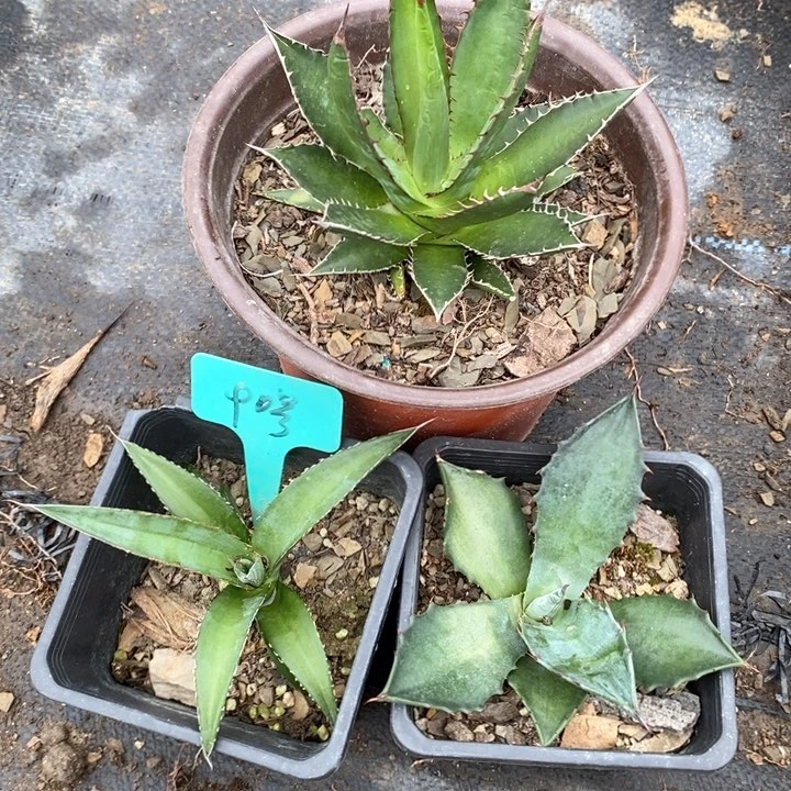 【闪购商品】无花朵龙舌兰霍利达