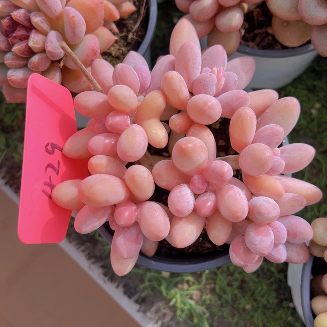 香玉的故事是一个人的