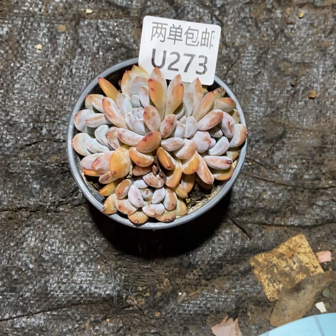 哈哈哈哈哈哈哈啥273号