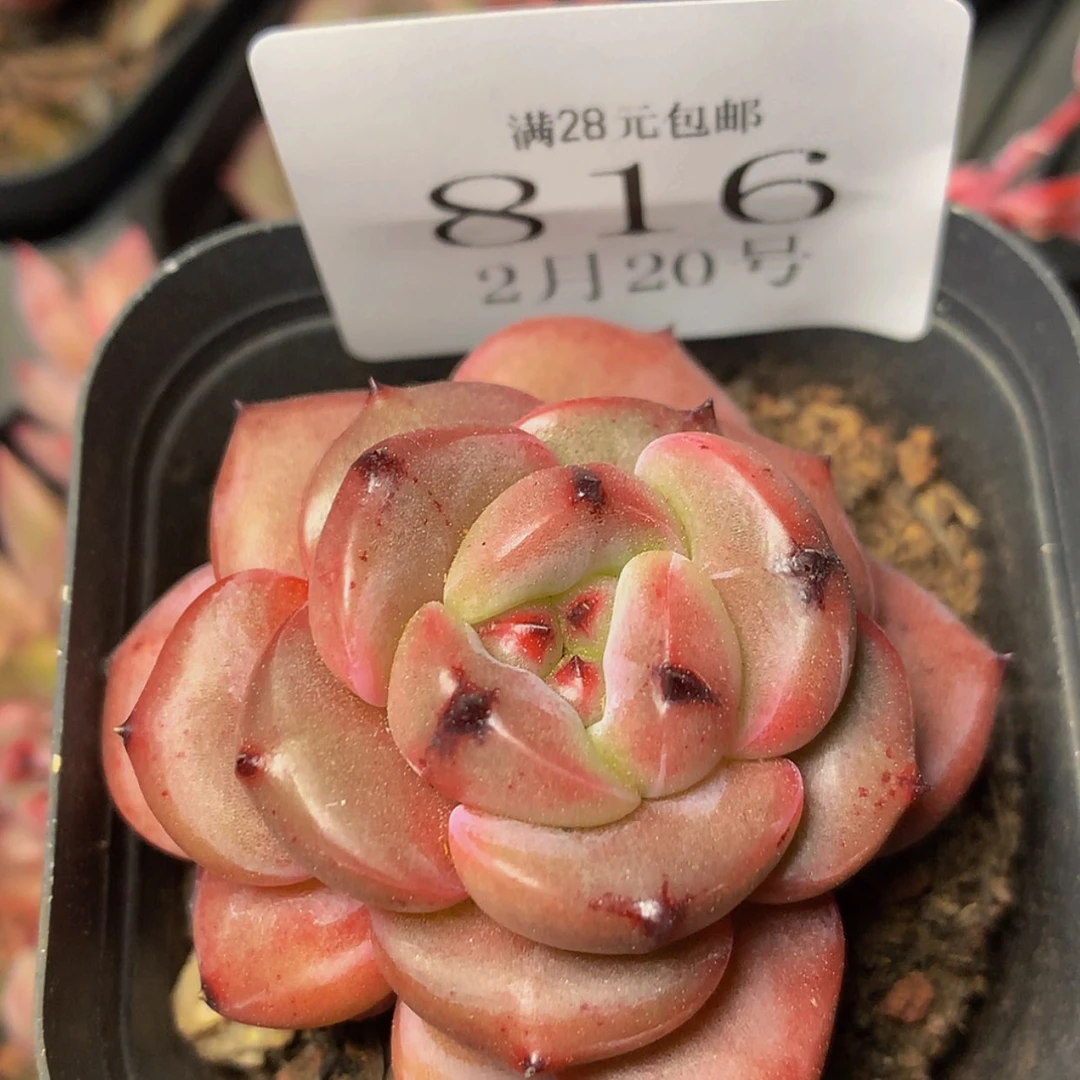 【闪购商品】云816