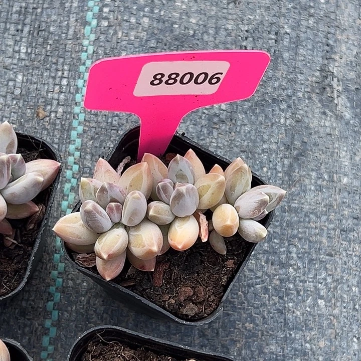 卡***1糖心       88006号