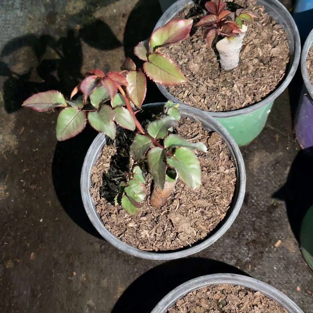 亮***哥无花朵———-808 福利