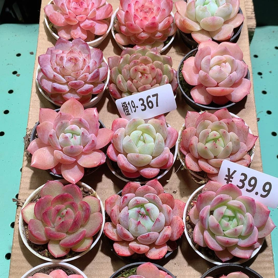 19-367一物一拍带盆18颗