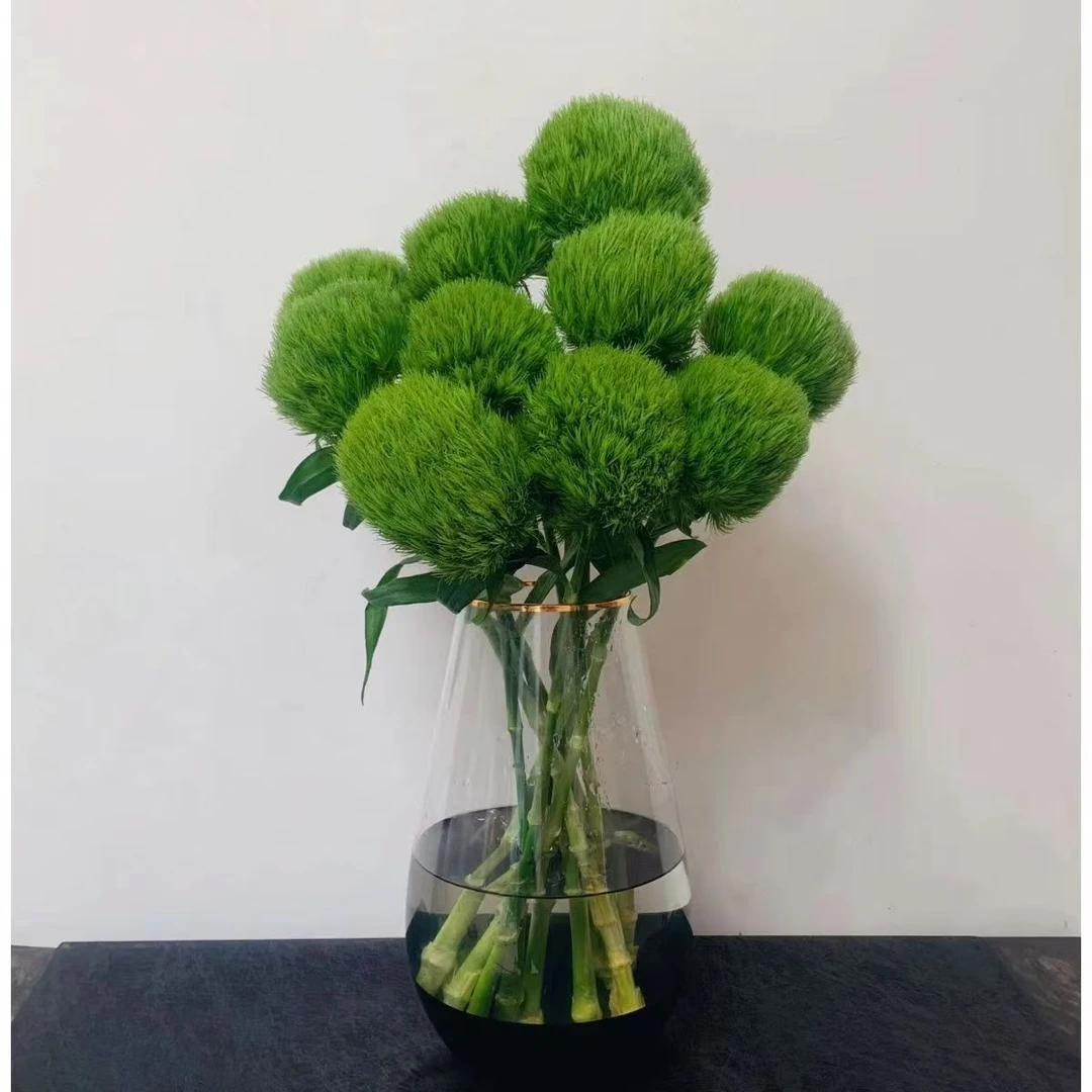 【绿毛球】云南昆明基地鲜切水培插花直发花家庭插花批发花束