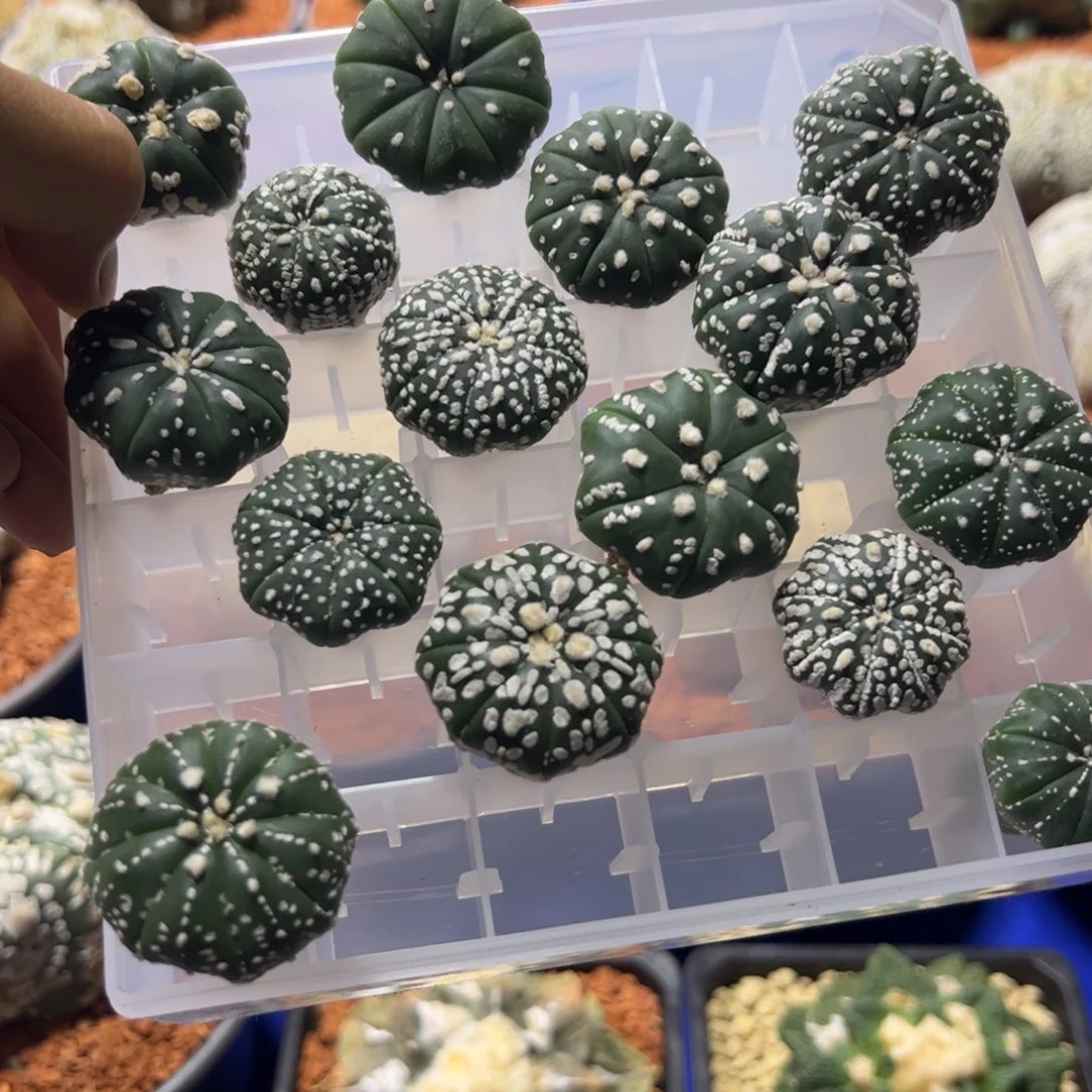 星球属星兜直播链接268