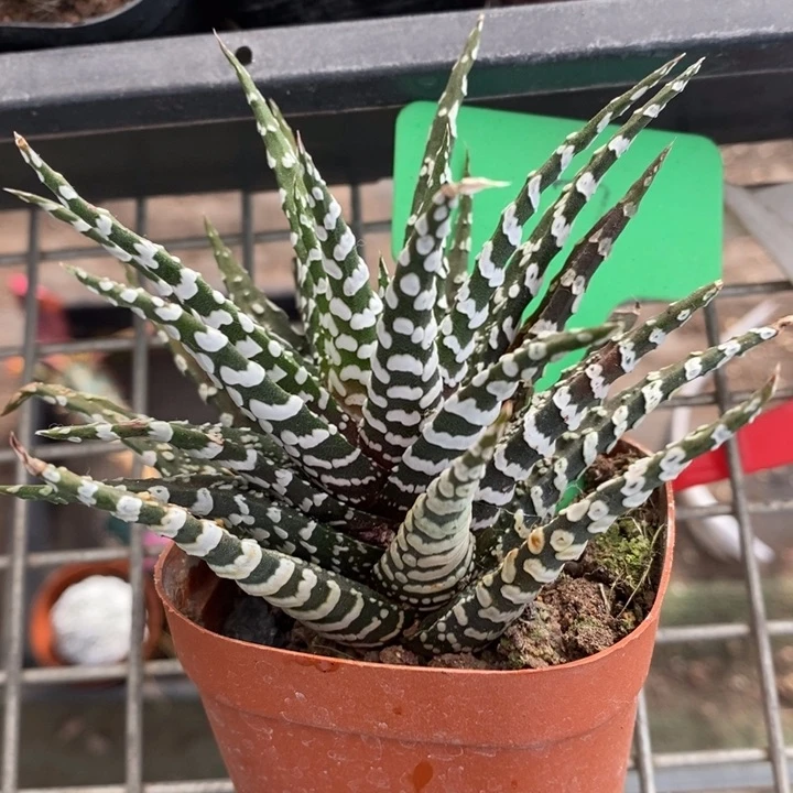 伯克利和格蕾纳等著名音乐