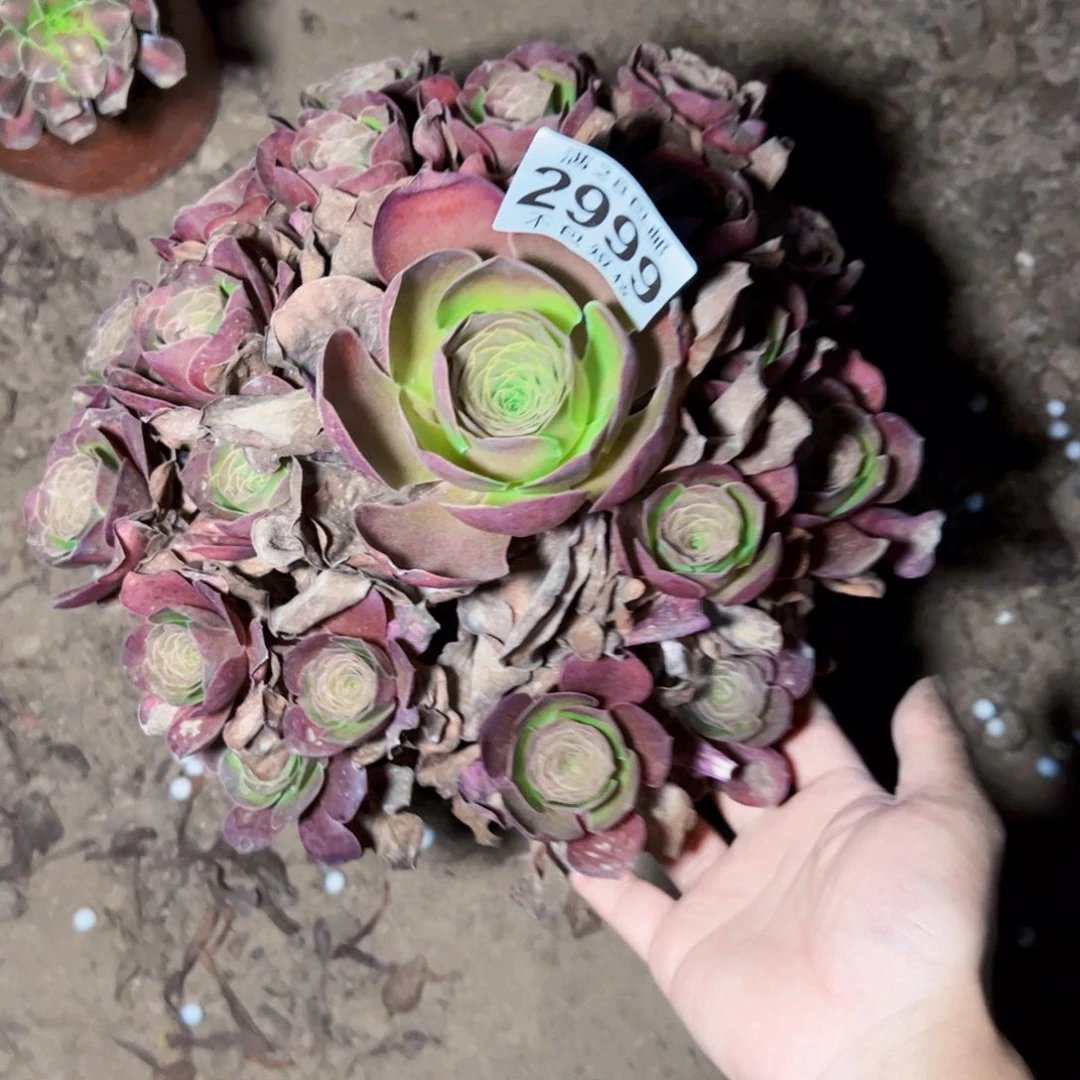玫瑰多肉植物法师2999