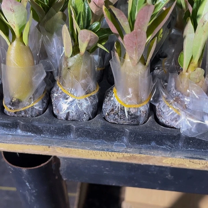 沙漠玫瑰2.8带土发