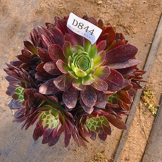 844海王多肉法师锦