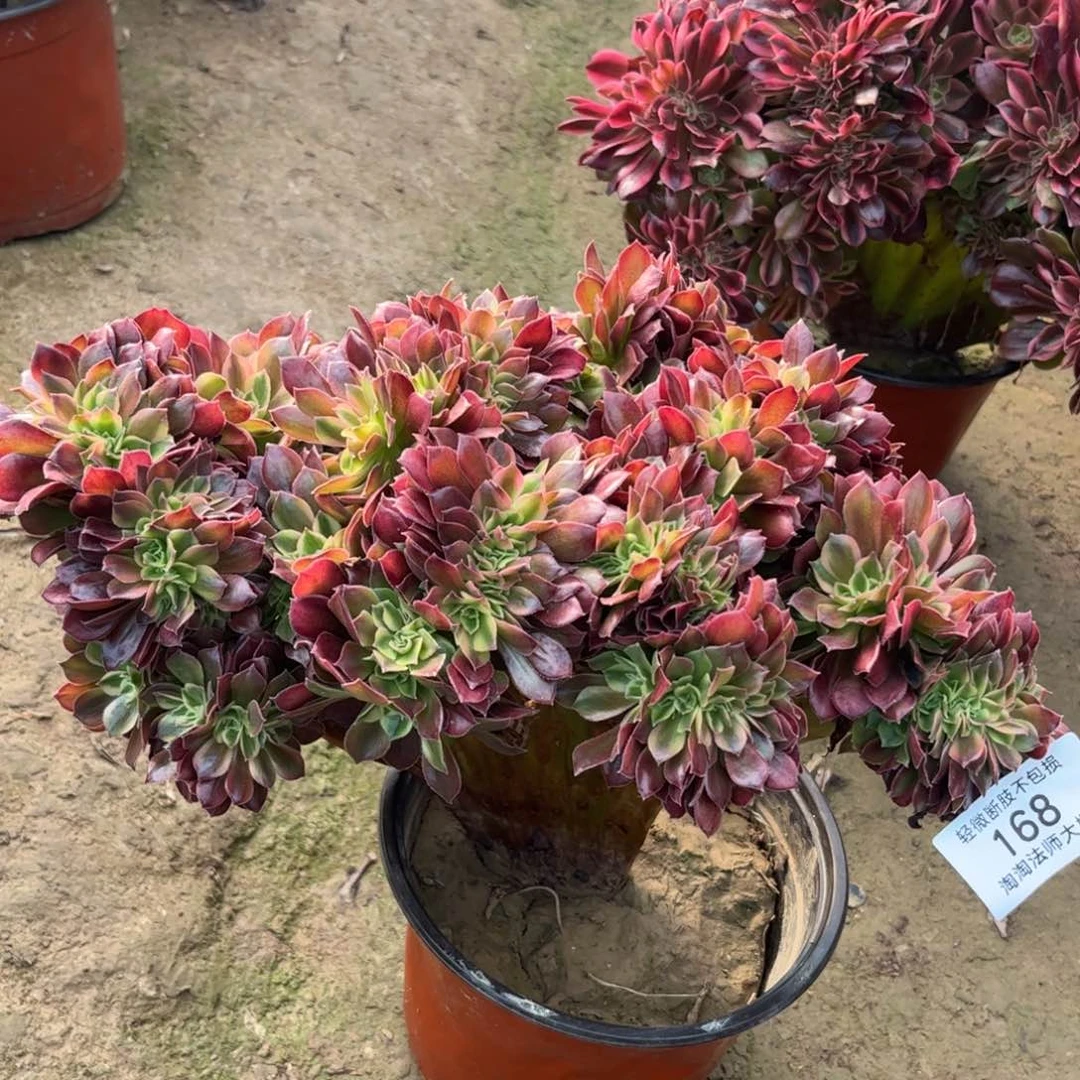 168女神缀化多肉植物法师