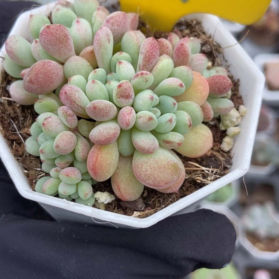 899小萌豆多肉植物