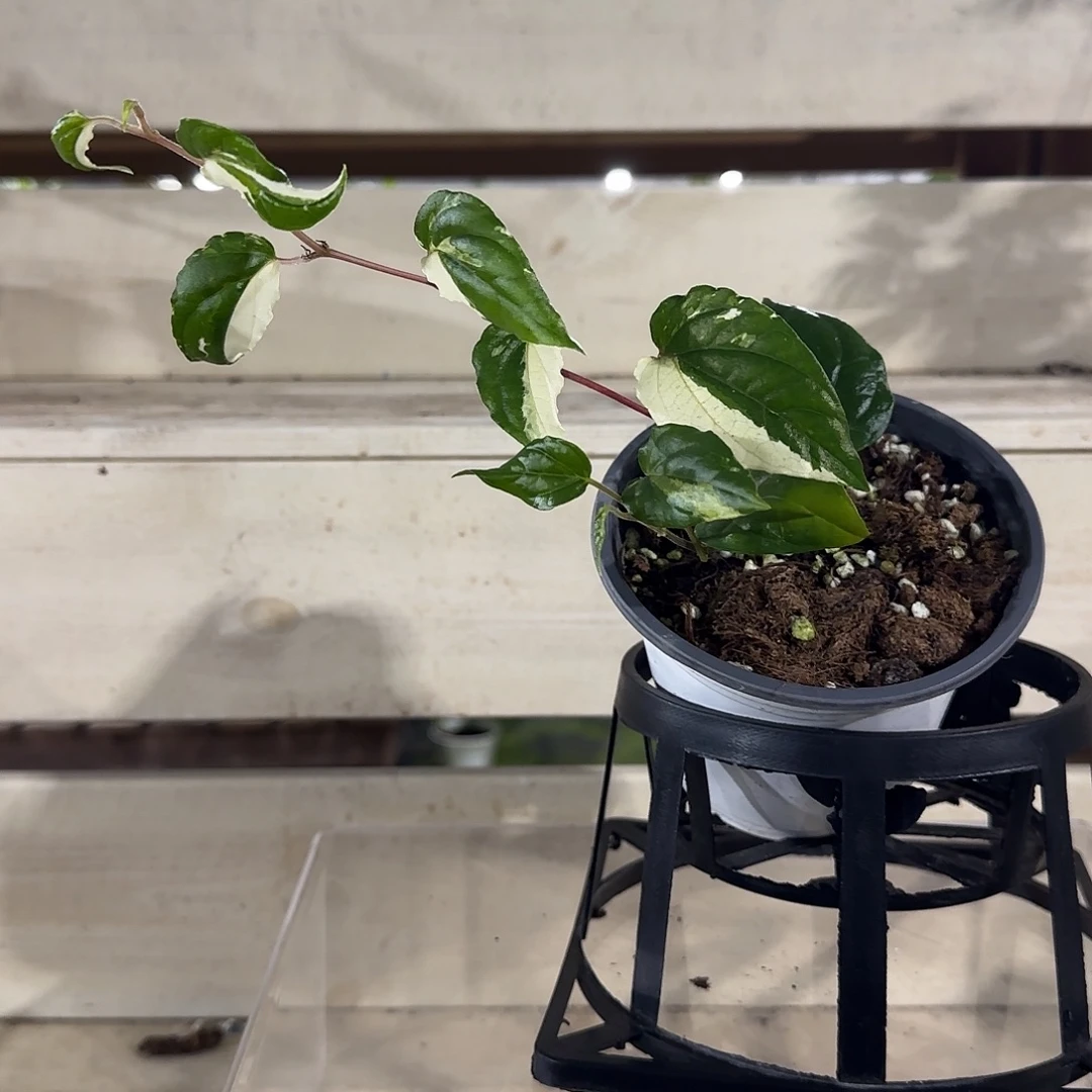 无花朵白锦胡椒白锦